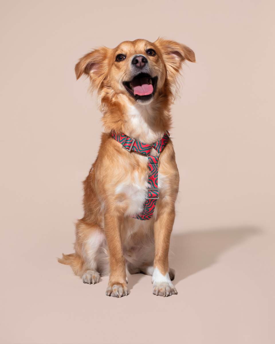 HOT DOGGIES X WILDES LAND HARNESS