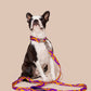 Dog wearing a purple and yellow BONNY PLUM COLLAR and CLASSIC LEASH BONNY PLUM on a beige background.