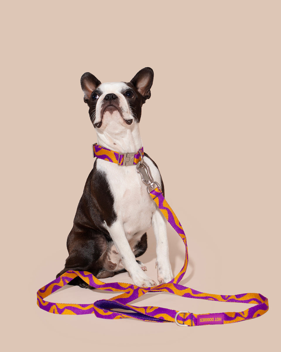 Dog wearing a purple and yellow BONNY PLUM COLLAR and CLASSIC LEASH BONNY PLUM on a beige background.