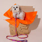 Small white dog sitting inside an open cardboard box with orange tissue paper, wearing a purple BONNY PLUM CLASSIC leash.