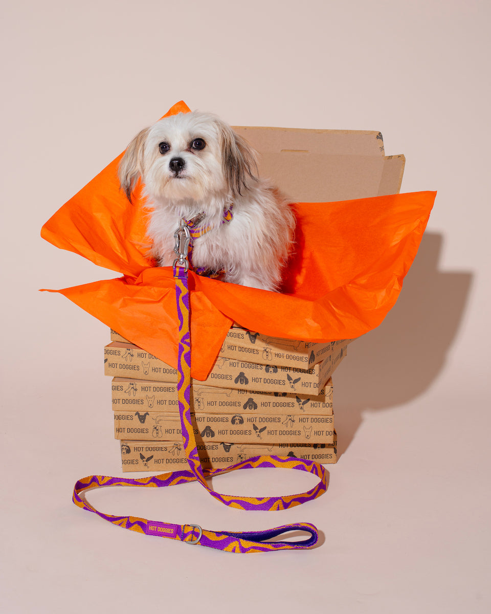 Small white dog sitting inside an open cardboard box with orange tissue paper, wearing a purple BONNY PLUM CLASSIC leash.