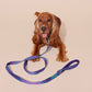 Dog on a Lola Groove Classic Leash with a pink background.