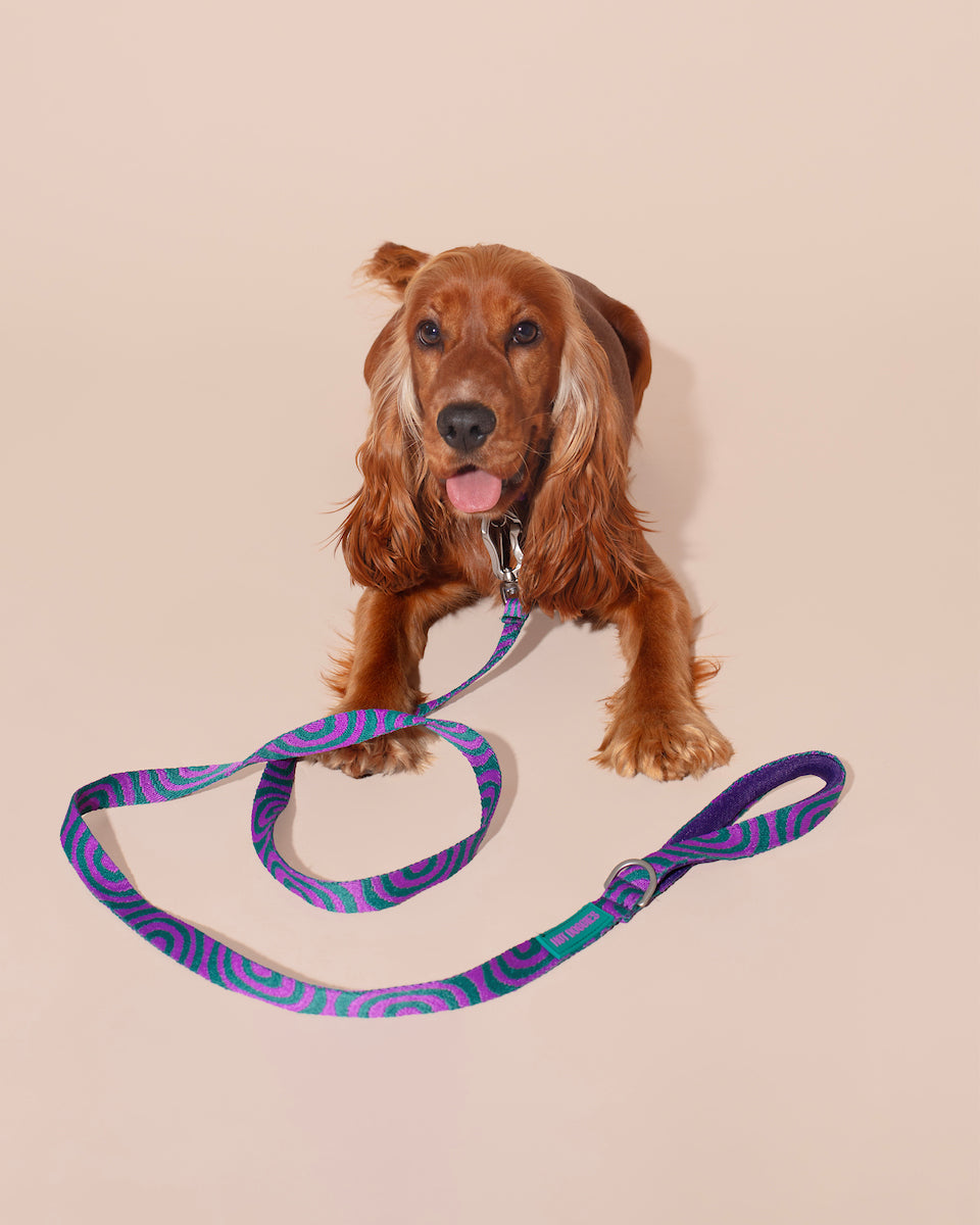 Dog on a Lola Groove Classic Leash with a pink background.