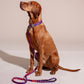 Brown dog sitting on a beige background with a colorful CLASSIC LEASH ROCKY ELECTRIC.