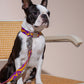 Small black and white dog on a leash sitting on a chair with a neutral background