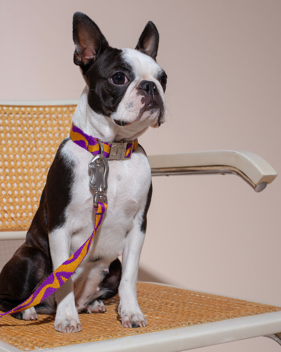 Small black and white dog on a leash sitting on a chair with a neutral background