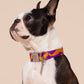 Dog wearing a colorful collar on a beige background