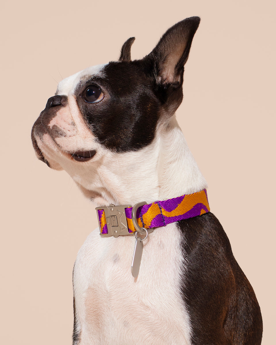 Dog wearing a colorful collar on a beige background