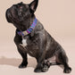 Dog wearing a colorful COLLAR LOLA GROOVE on a beige background.