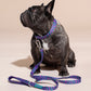 Dog wearing a purple and green COLLAR LOLA GROOVE and LOLA GROOVE leash on a beige background.