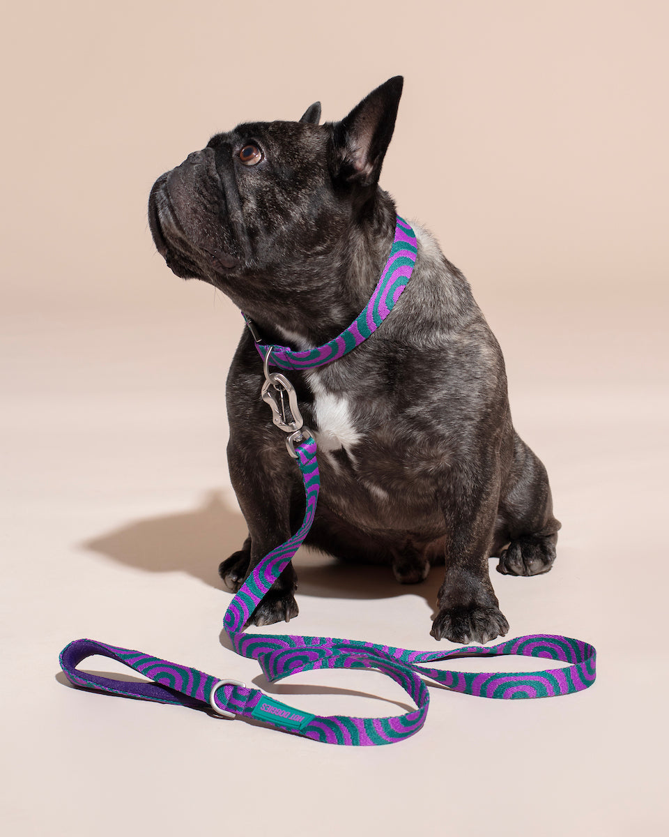Dog wearing a purple and green COLLAR LOLA GROOVE and LOLA GROOVE leash on a beige background.