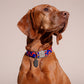 Brown dog wearing a colorful collar with a beige background