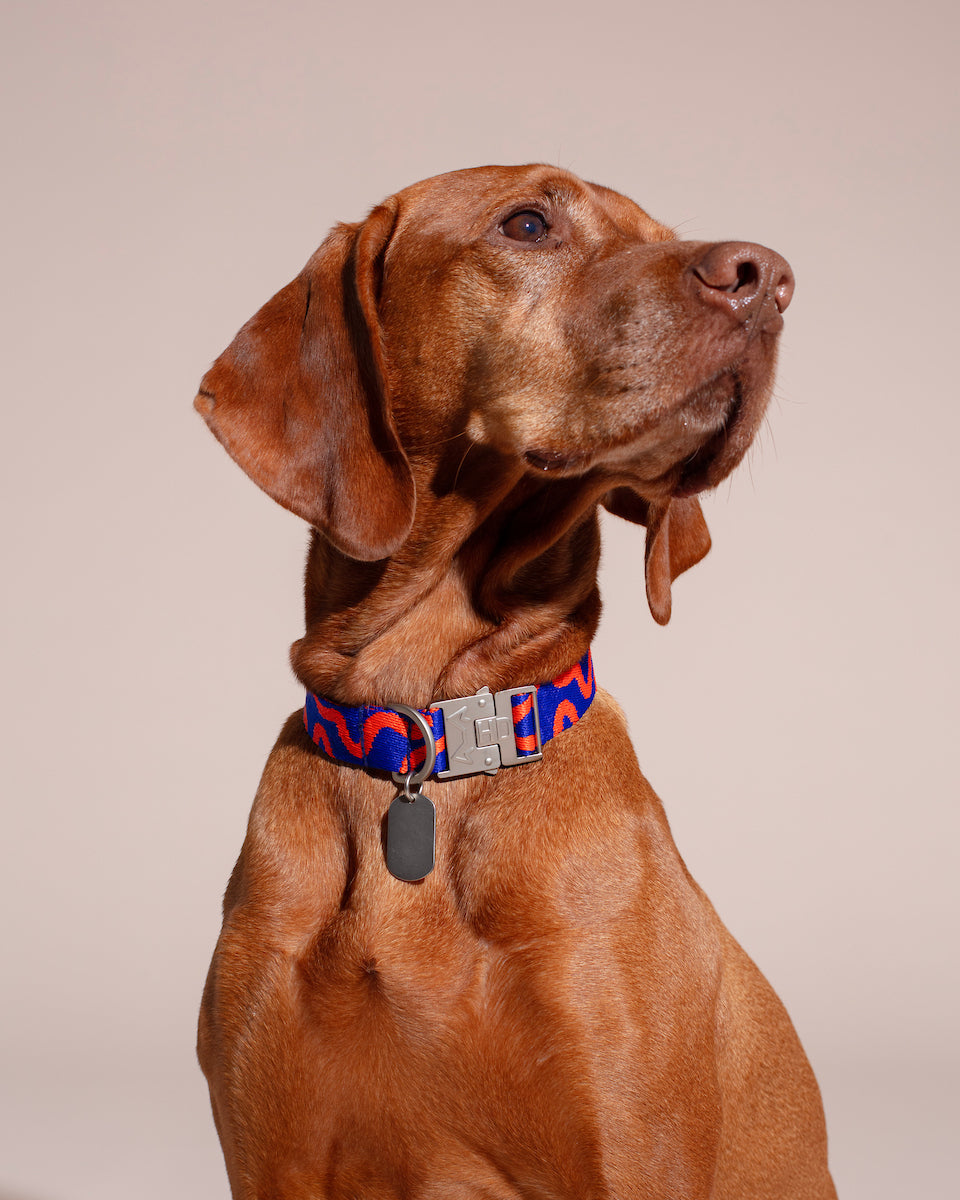 Brown dog wearing a colorful collar with a beige background