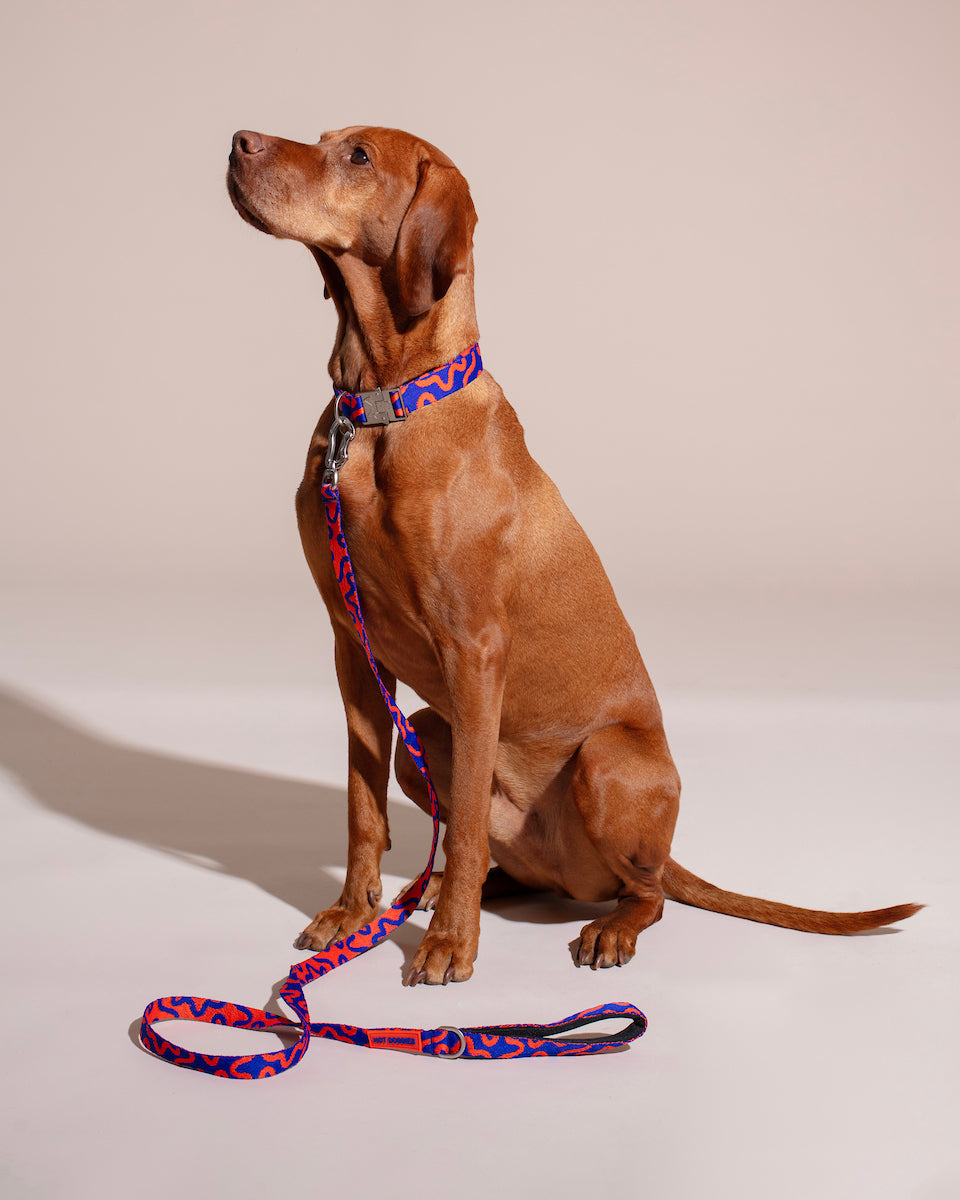 Brown dog sitting on a beige background with a colorful leash