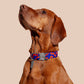 Brown dog wearing a colorful collar on a beige background