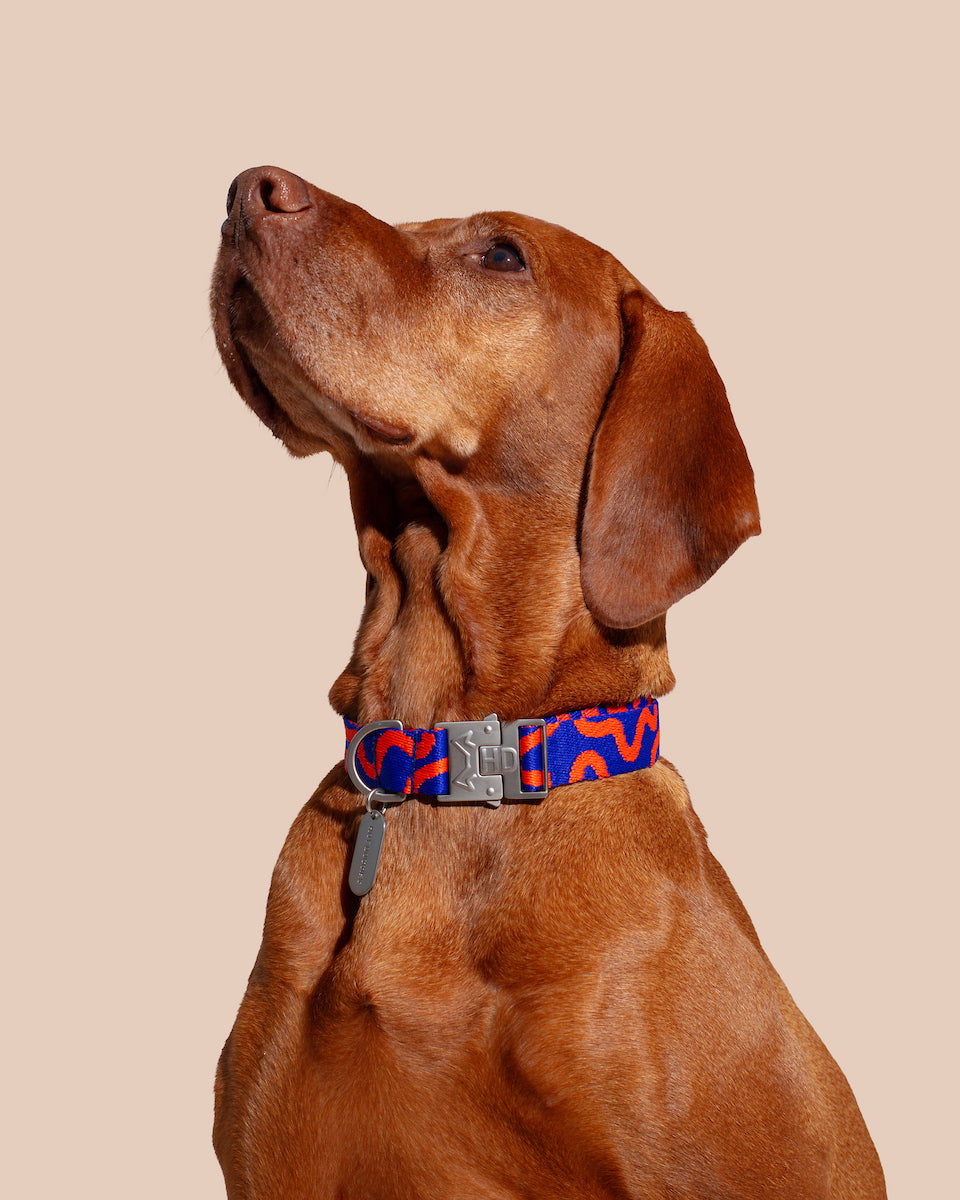 Brown dog wearing a colorful collar on a beige background