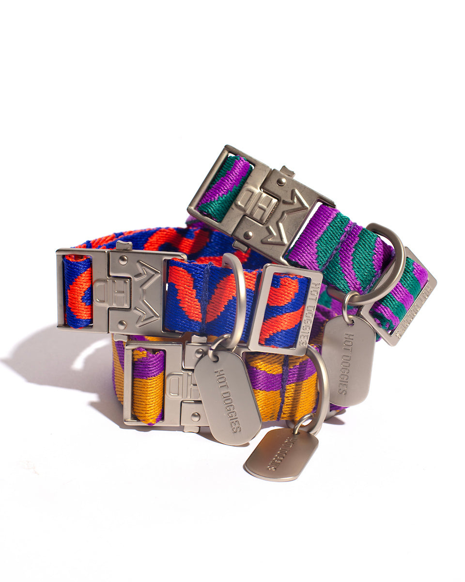 Colorful dog collar with metallic buckle and tags on a white background