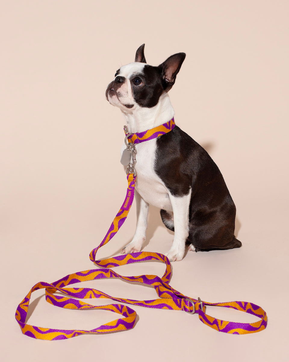 Small black and white dog wearing a purple and yellow BONNY PLUM HANDS-FREE LEASH on a beige background.