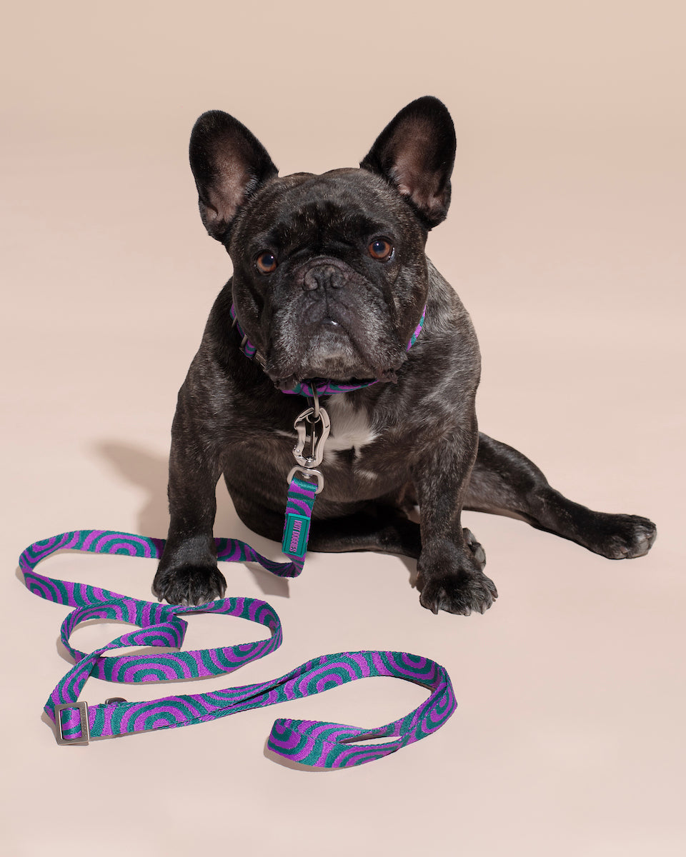 French Bulldog with a colorful LOLA GROOVE HANDS-FREE LEASH on a beige background.