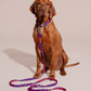 Brown dog sitting on a beige background with a blue and red patterned HANDS-FREE LEASH ROCKY ELECTRIC.