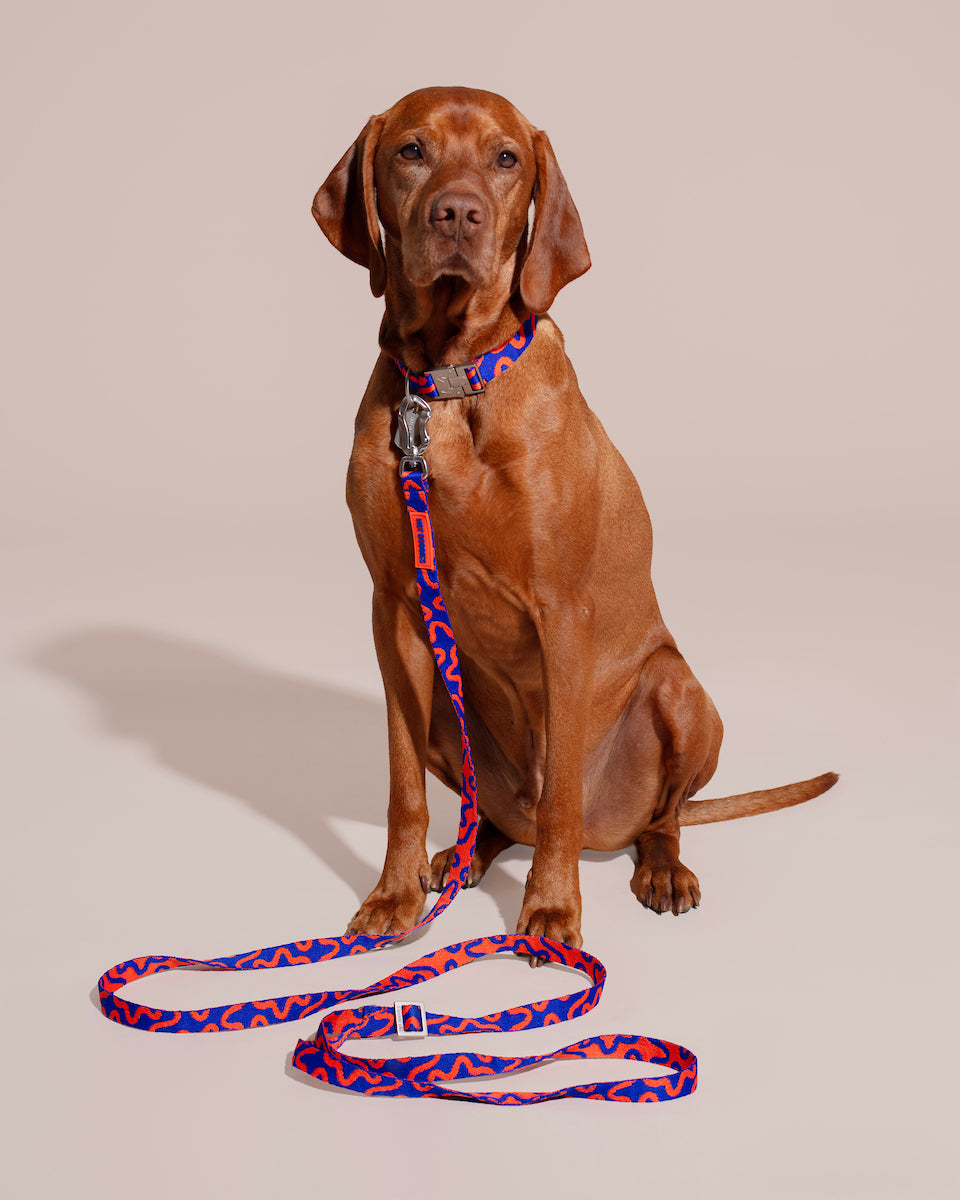 Brown dog sitting on a beige background with a blue and red patterned HANDS-FREE LEASH ROCKY ELECTRIC.