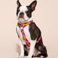Dog wearing a purple and yellow BONNY PLUM HARNESS on a beige background.