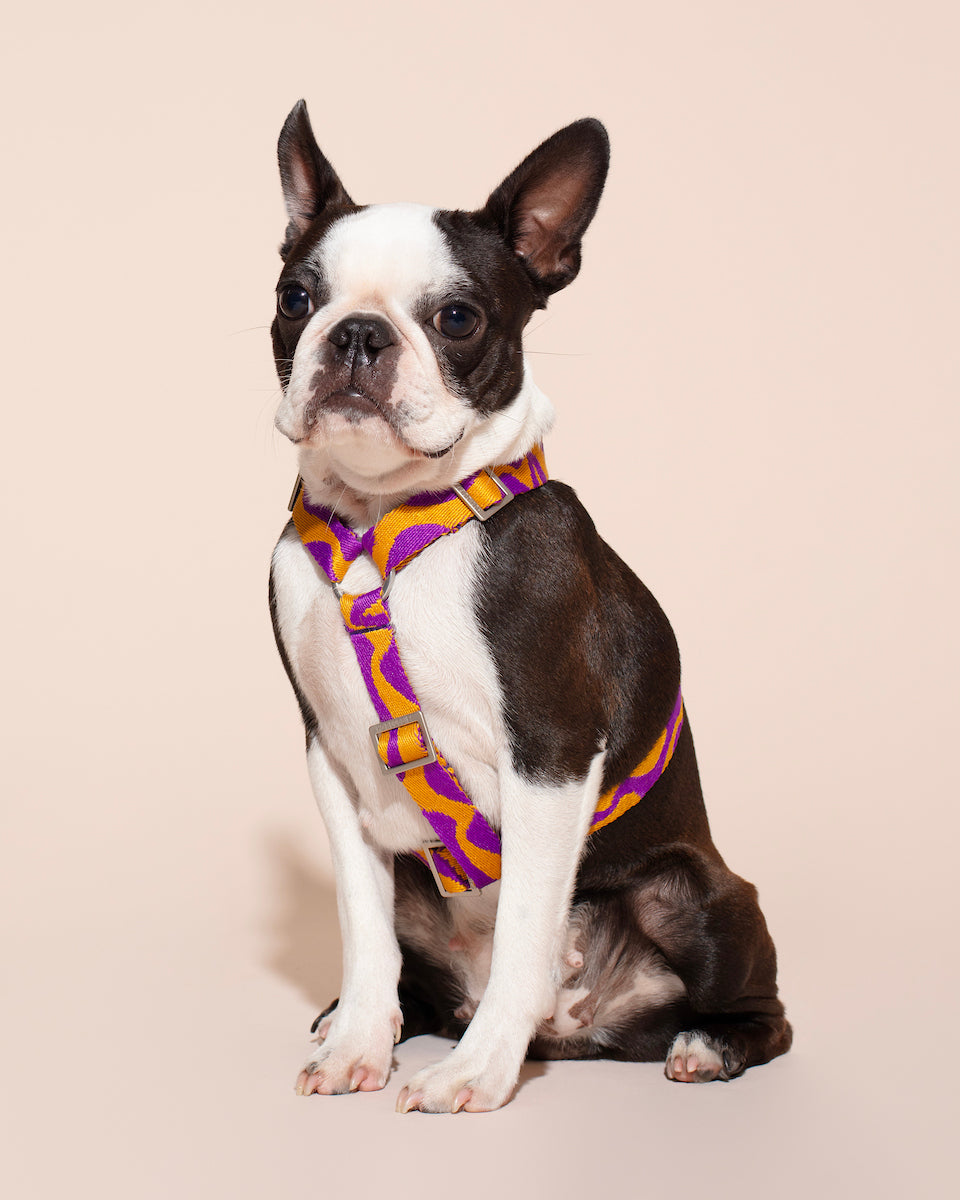 Dog wearing a purple and yellow BONNY PLUM HARNESS on a beige background.