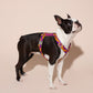 Small dog wearing a colorful BONNY PLUM HARNESS on a beige background.