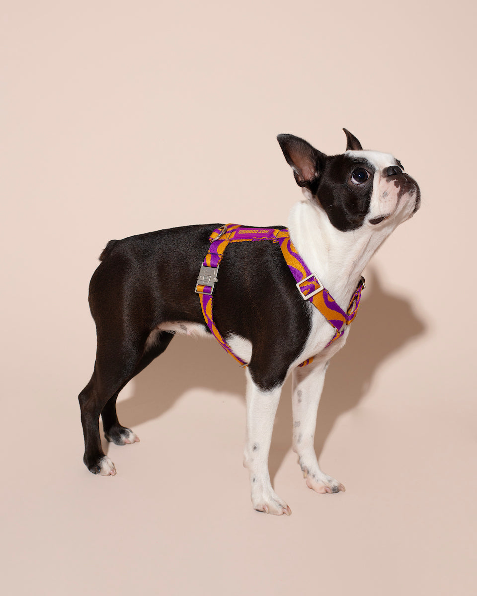 Small dog wearing a colorful BONNY PLUM HARNESS on a beige background.