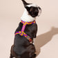 Dog wearing a purple and yellow BONNY PLUM HARNESS on a beige background.