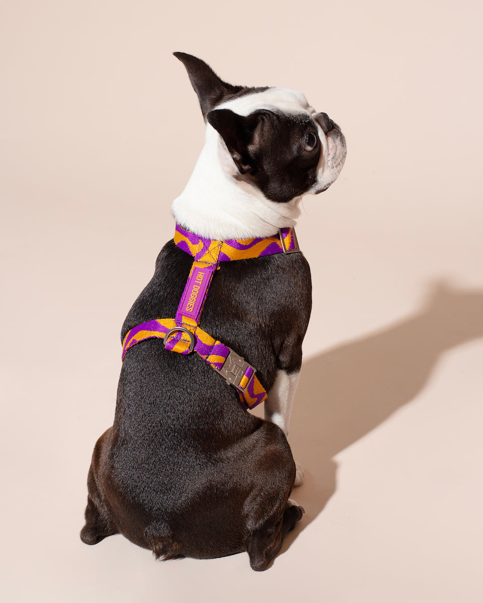 Dog wearing a purple and yellow BONNY PLUM HARNESS on a beige background.