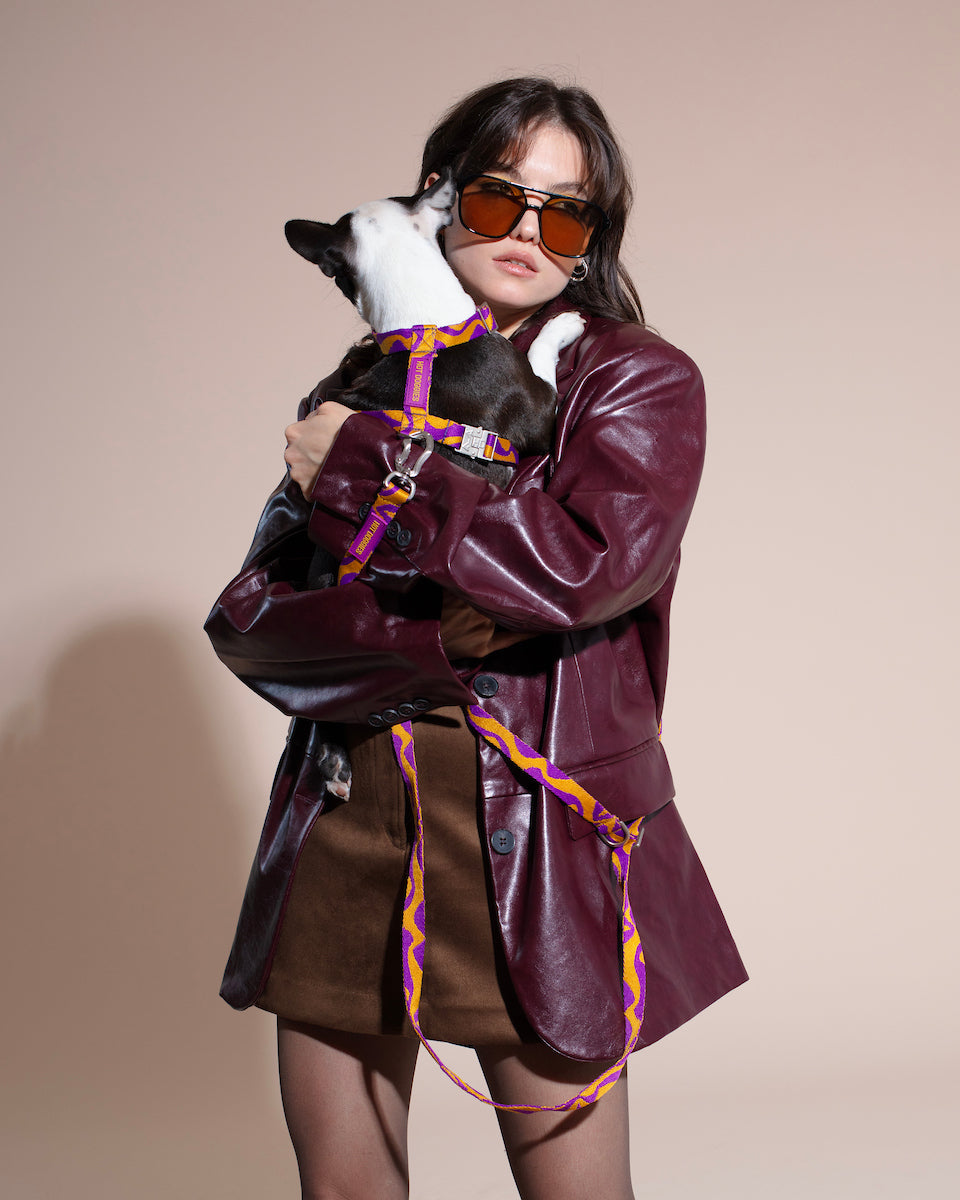 Person wearing a burgundy leather coat holding a small black and white dog with BONNY PLUM HARNESS on a beige background.