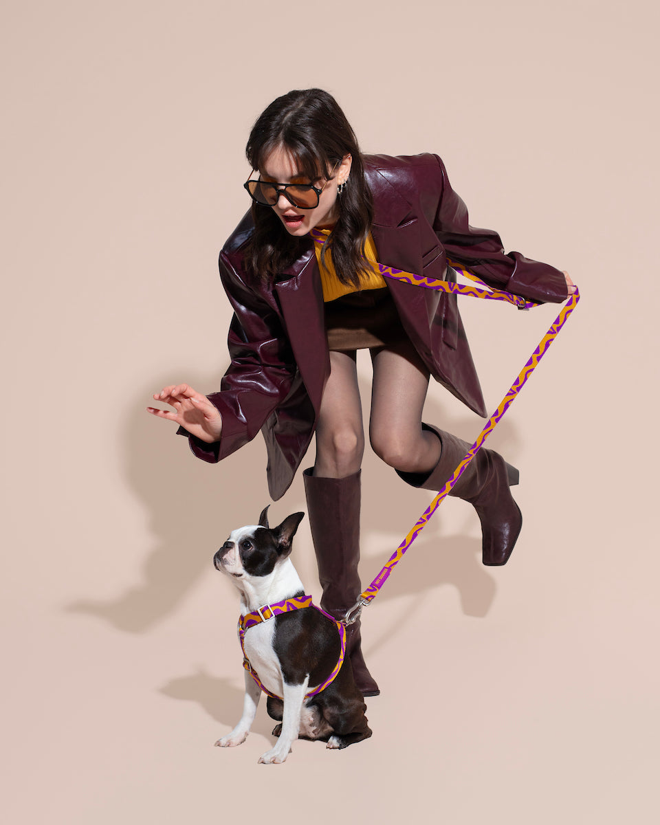 Woman in a purple coat and sunglasses interacting with a small dog with a leash bonny plum and BONNY PLUM HARNESS on a beige background.