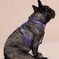 Dog wearing a colorful lola groove harness on a beige background.