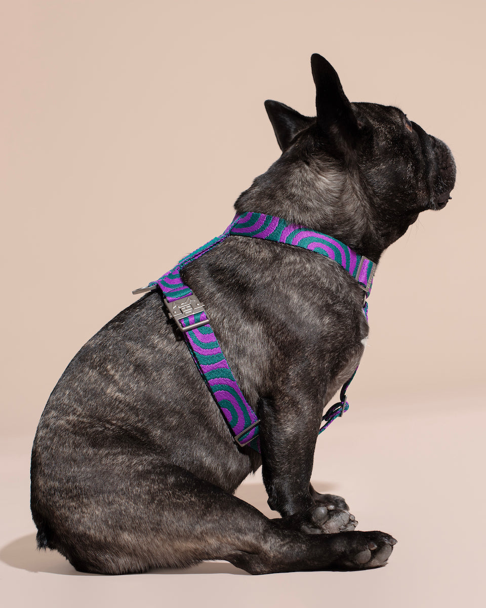 Dog wearing a colorful lola groove harness on a beige background.