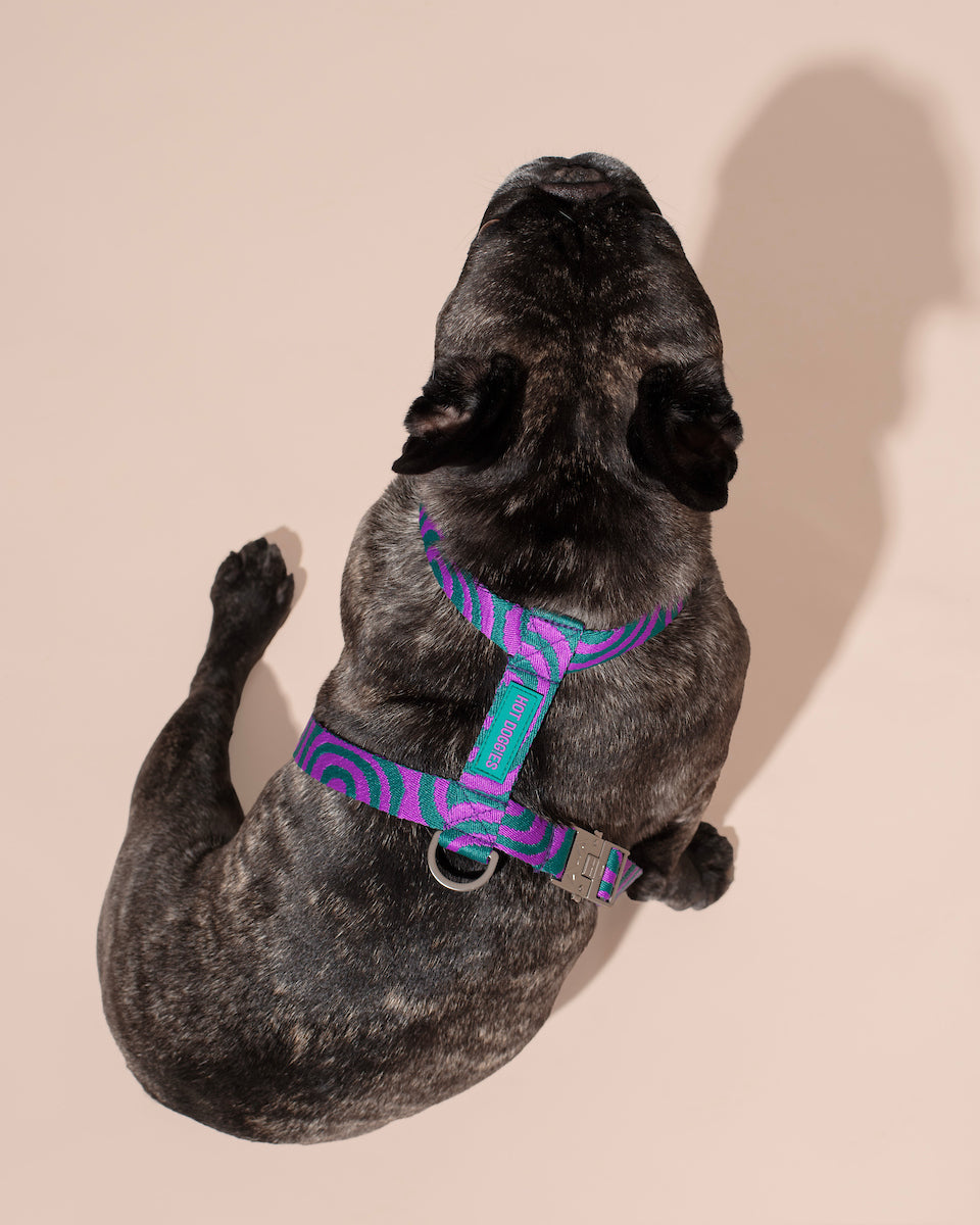 Dog wearing a colorful LOLA GROOVE HARNESS harness on a beige background.