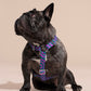 Black dog wearing a striped purple and blue LOLA GROOVE HARNESS on a beige background.