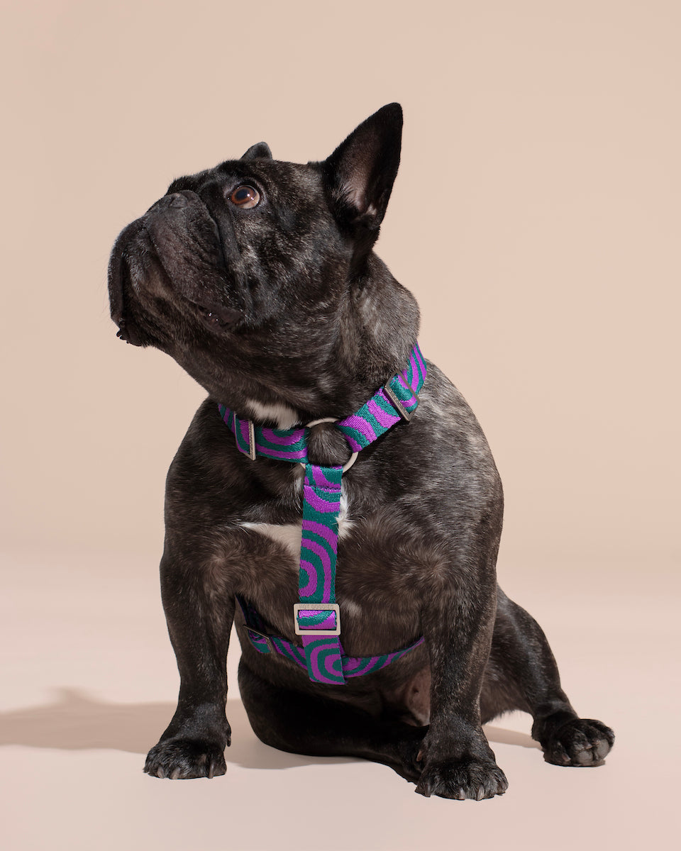 Black dog wearing a striped purple and blue LOLA GROOVE HARNESS on a beige background.