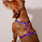 Brown dog wearing a blue and red patterned harness (HARNESS ROCKY ELECTRIC) on a plain background.