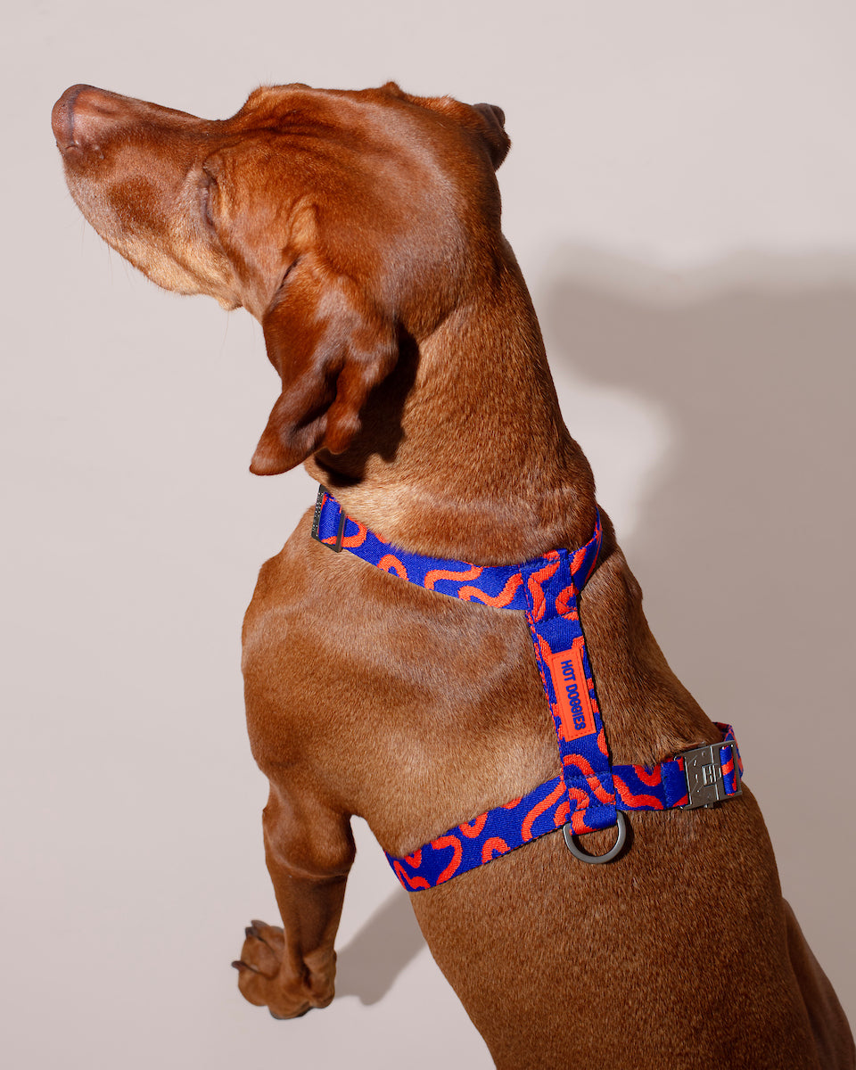 Brown dog wearing a blue and red patterned harness (HARNESS ROCKY ELECTRIC) on a plain background.
