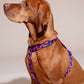 Brown dog wearing a colorful harness (HARNESS ROCKY ELECTRIC) on a plain background.
