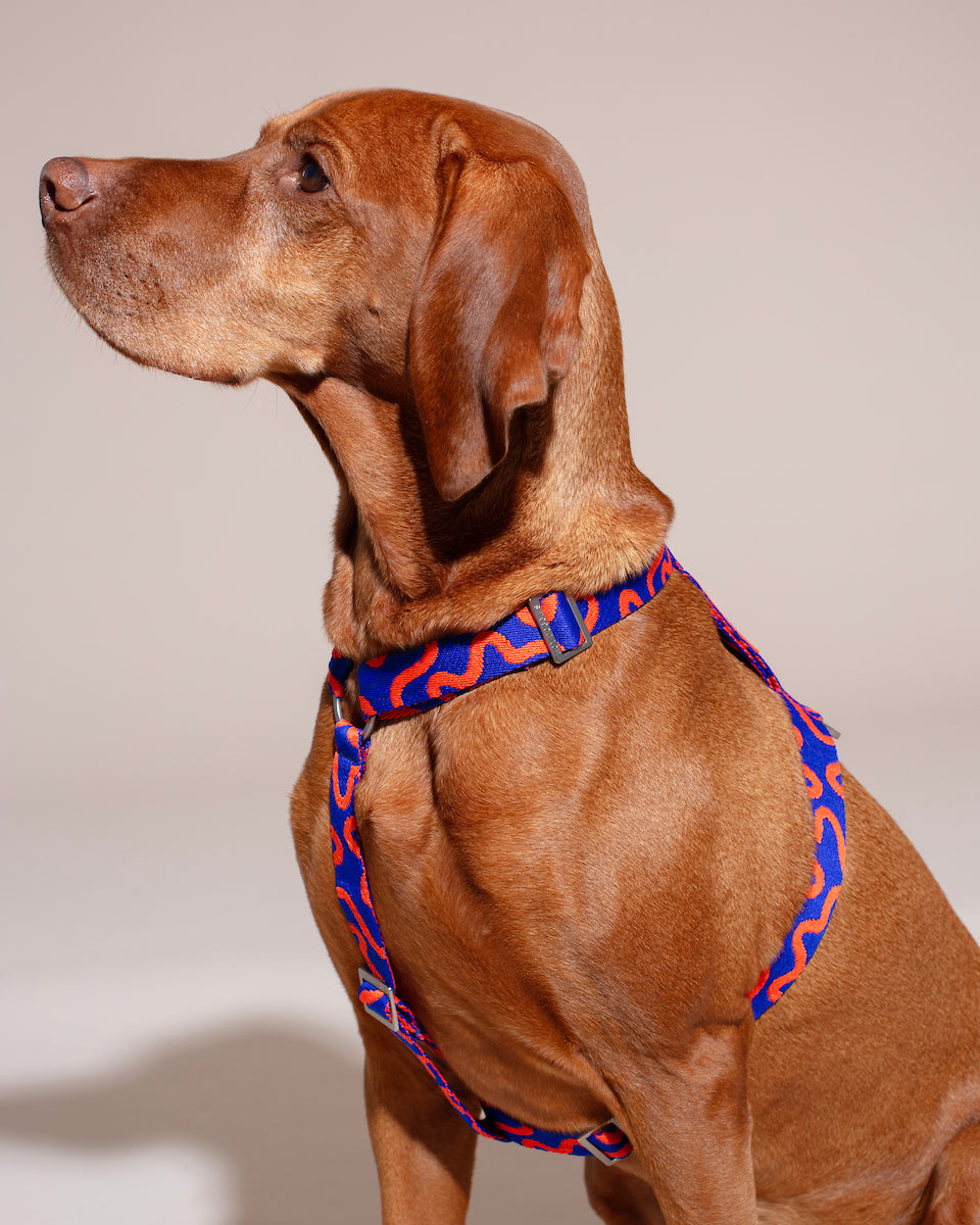 Brown dog wearing a colorful harness (HARNESS ROCKY ELECTRIC) on a plain background.