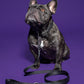 Eco-friendly black leash by Hot Doggies on dog model, purple background