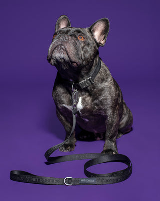 Eco-friendly black leash by Hot Doggies on dog model, purple background