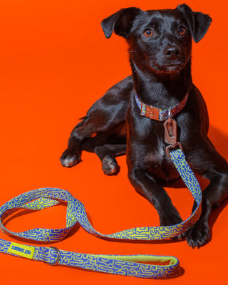 hot-doggies-classic-leash-blue-lime-geometric-on-dog