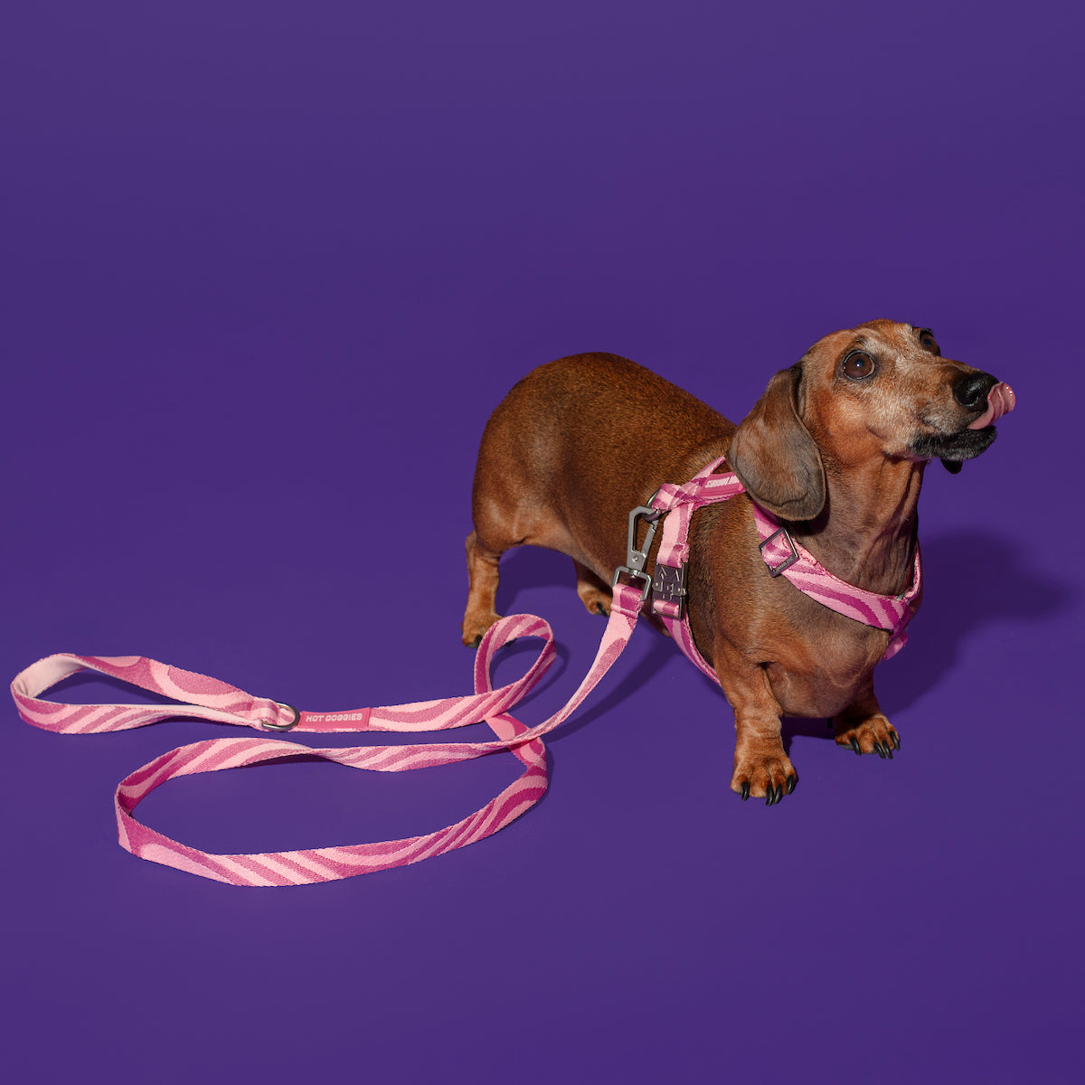 Hot Doggies Classic Leash in Pink Wavy Design, showcasing a sophisticated pink wave pattern crafted from sustainable jacquard woven recycled polyester.