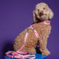 hot-doggies-classic-leash-pink-wavy-on-dog-model