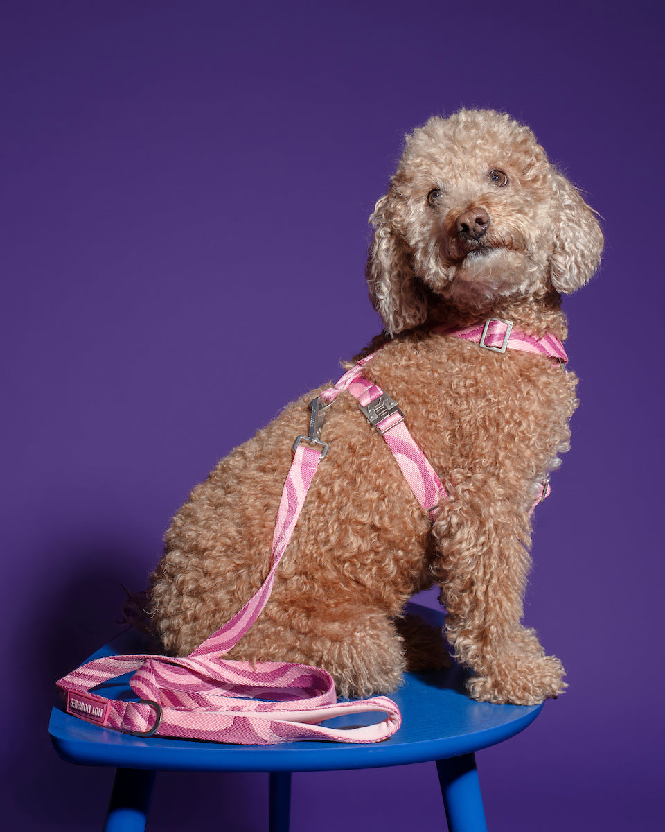 hot-doggies-classic-leash-pink-wavy-on-dog-model