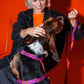 Dog enjoying treats while wearing the Hot Doggies Classic leash in purple and orange, eco-friendly soft woven polyester with a padded handle, perfect for stylish, everyday walks.