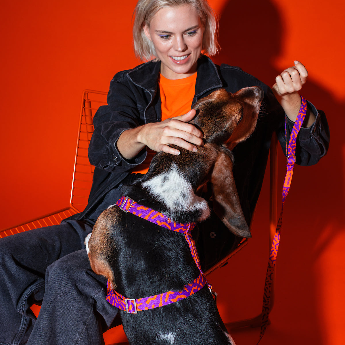 Dog enjoying treats while wearing the Hot Doggies Classic leash in purple and orange, eco-friendly soft woven polyester with a padded handle, perfect for stylish, everyday walks.